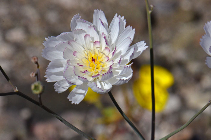 Parachute Plant has showy white 1 inch flowers with yellow or purple centers. This species blooms from February to May and grows at elevations up to 2,500 in Arizona and higher in California. Atrichoseris platyphylla